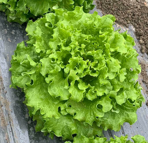 Зелена салата